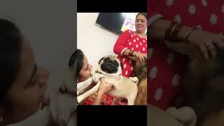 Can I have a snack❤️ dog doggyz doglover music pug [upl. by Janelle727]