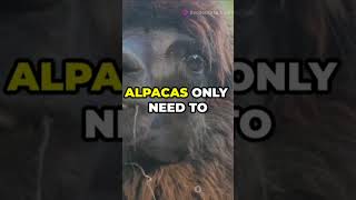 10 Amazing Facts About Alpacas please Subscribe now 👈 top10amazingfactsoftheworld facts [upl. by Xeno533]