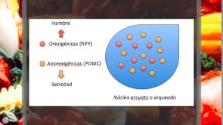 La fisiología del hambre y la saciedad [upl. by Heinrich]