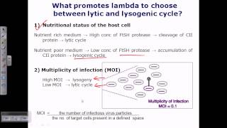 Lytic cycle vs lysogenic cycle [upl. by Aniratac]