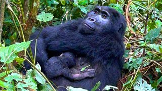 EXCITING BABY GORILLA BIRTH IN BWINDI [upl. by Atlante527]