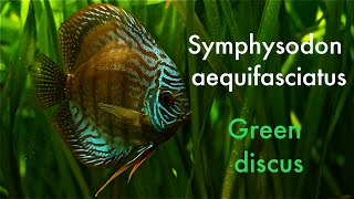 Symphysodon aequifasciatus  Green discus [upl. by Katya494]