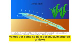 O desenvolvimento embrionário do Anfioxo [upl. by Nnylyrehc]