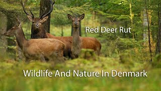 Red Deer Rutting [upl. by Zohar]