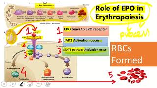 Erythropoietin role in ERYTHROPOESIS  structure and function of EPO easy  well explained [upl. by Billy793]