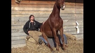 Missouri Foxtrotter Trail partner for saleWalterPlease share this video [upl. by Reppep]