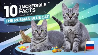 10 Amazing Facts About the Russian Blue Cat Breed russia russianblue [upl. by Daas]