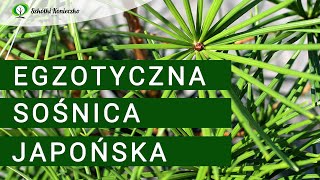 Sośnica japońska  wyjątkowe zimozielone drzewo iglaste do ogrodu [upl. by Nerti]