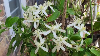 Plant of the Month Clematis Gouriana or Indian Travelers Joy  Pedutivva in Telugu [upl. by Calhoun]