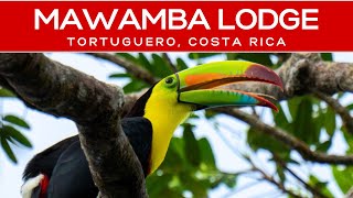 Mawamba Lodge Review in Tortuguero Costa Rica [upl. by Enahsed]