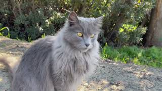 Nebelung Cat Photography [upl. by Menis382]