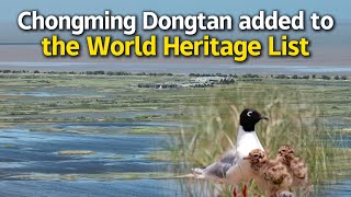 Bird sanctuary in Chongming added to the World Heritage List [upl. by Bannister968]