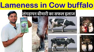 Lameness in cow and buffalo गाय भैंस के पैर दर्द का इलाज।homoepathic madicen [upl. by Purse]