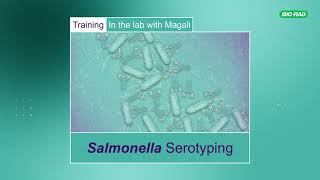 Salmonella Serotyping Training in the Lab with Magali [upl. by Cristie439]