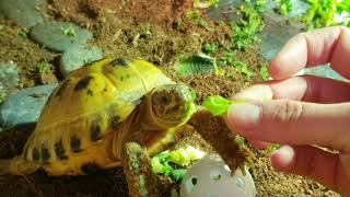 Trunky the Horsefield Tortoise 🐢 likes his green veroikakoleva2372 video videos pets tortoise [upl. by Mandell887]