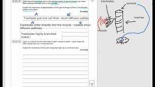 ALevel Biology Biological molecules Cohesion tension and insect respiratory system [upl. by Ful]