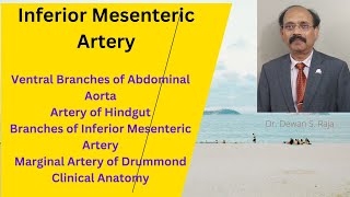 Inferior Mesenteric Artery [upl. by Cesya879]