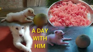 A Day With My Indian Spitz Dog ll Indian Spitz Breed ll Dog Vlog In Bengali ll What He Do Full Day [upl. by Ellehcam]