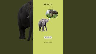 Elephant Memory  Quick Facts 14  wildanimals fact elephant memory knowledge quickfacts [upl. by Sidnarb]