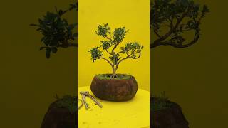 Boxwood plant Bonsai viralvideo bonsai shortvideo shorts [upl. by Ecienahs803]