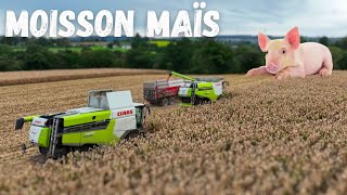 Moisson MAÏS Grain 🐷🌽 [upl. by Ruffina]