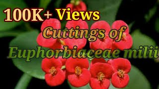 How to make Cuttings of Euphorbia milii in the easiest way [upl. by Ryder595]