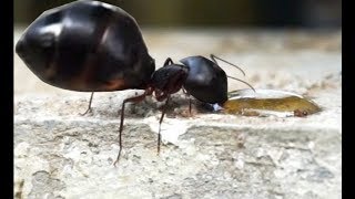 Black Ants vs Honey  feeding honey to ant [upl. by Eicirtap]