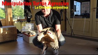 Manipulation dune tortue la Chelydra serpentina [upl. by Eelyak]