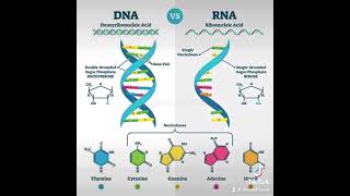 Difference between DNA and RNA  TheCellfieSeries LetsTakeACellfie [upl. by Assirral148]