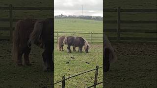 Shetland ponies [upl. by Trout]