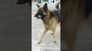 Jermansheford shepherd dog 🔥trending viralvideo shorts [upl. by Oilerua971]