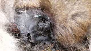 Decomposing Face of Japanese Macaque 猿の死に顔に群がる蛆虫 [upl. by Trevlac41]