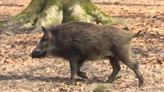 Wildschweine im Jägersburger Wald [upl. by Caresa]