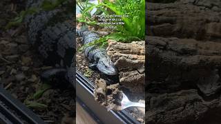 My Blue Tongue Skink Goes Wild For This [upl. by Hseyaj74]