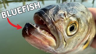 The Worst Fish in the Bay Catch and Cook [upl. by Aillicsirp]