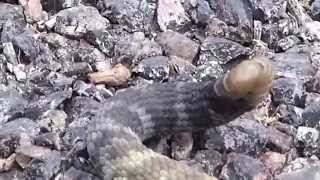 Blacktailed Rattlesnake at Cave Creek Canyon Arizona [upl. by Ignazio]