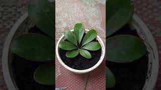 One more tip to grow Schefflera Arboricola with leaves [upl. by Syah]