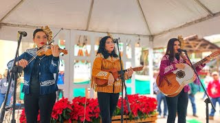 🔴 DESDE XILITLA 🔥 TRÍO MUJERES TAMAULIPECAS 💋 🎻 DOMINGO DE HUAPANGO 727 🇲🇽 [upl. by Alita]