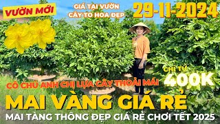 TÚ HẢO Giao Lưu Mai Vàng Giá Rẻ Mai Tàng Thông Đẹp Chơi Tết Chỉ Từ 400K • THÀNH TRỌNG LÊ [upl. by Luana993]