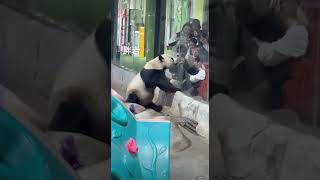 Fat Rocks largescale fanloving scene giant panda Lingyan is conspicuous A national treasure [upl. by Annwahs]