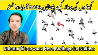 Kabutar ki Parwaz ka Nuskha  Kabutar ka Parwaz Kaise badhaye🐦 [upl. by Kabob]