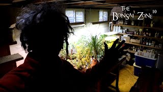 Moving My Trees Indoors for Winter The Bonsai Zone Oct 2023 [upl. by Carlyn54]