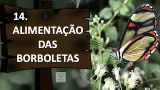 14 Alimentação das borboletas [upl. by Adnaloj]