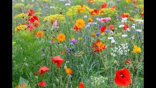 COMMENT RÉALISER UN MASSIF DE FLEURS SAUVAGES EN MÉLANGE JACHÈRE FLEURIE [upl. by Alac]