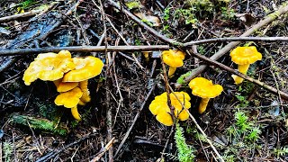 Foraging for chanterelle mushrooms in October 2024 [upl. by Airpac354]