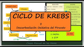 Ciclo de Krebs Formación de Acetil CoA Catabolismo de la Glucosa II Biología Bachillerato [upl. by Aerdnaeel]