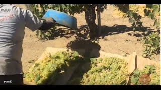 Piscando Uvas Para Pasas TablaFresno California trabajadora de campo usala pisca de uva 🍇🍇 [upl. by Fleisher]