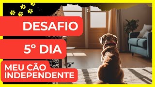 DIA 5  DESAFIO MEU CÃO INDEPENDENTE  O cachorro com ansiedade por separação [upl. by Enomal989]