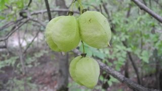 Клекачка перистая  Staphylea pinnata [upl. by Shu644]