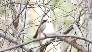 Whitethroated Honeyeater Hervey Bay Qld [upl. by Tamar]